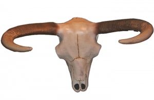 Steers Skull Wall Mount 