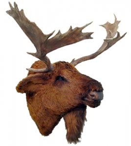 Moose Head Wall Mount 