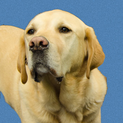 Raffy the Dog