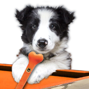 A puppy with a Pawfect pool cue.