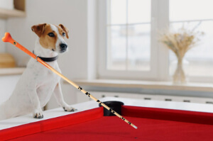 A Jack Russell playing pool.