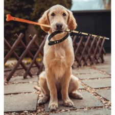 A dog with the Pawfect Pool Cue.