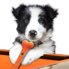 A collie pup shows the correct technique for the Pawfect Pool Cue.